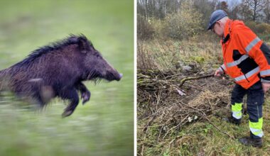 Krismöte inom kort – vildsvinen jagas med både drönare och gevär - Skånska Dagbladet