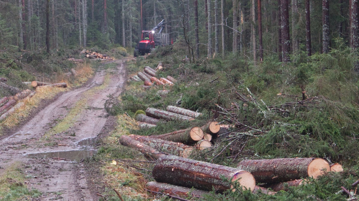 INSÄNDARE: Sluta trakassera oss skogsägare! - Nerikes Allehanda
