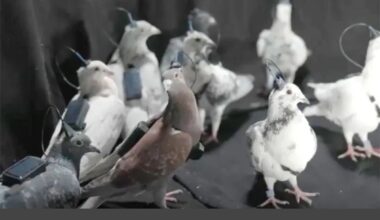 Företag testar framgångsrikt fjärrstyrda duvor med hjärnimplantat