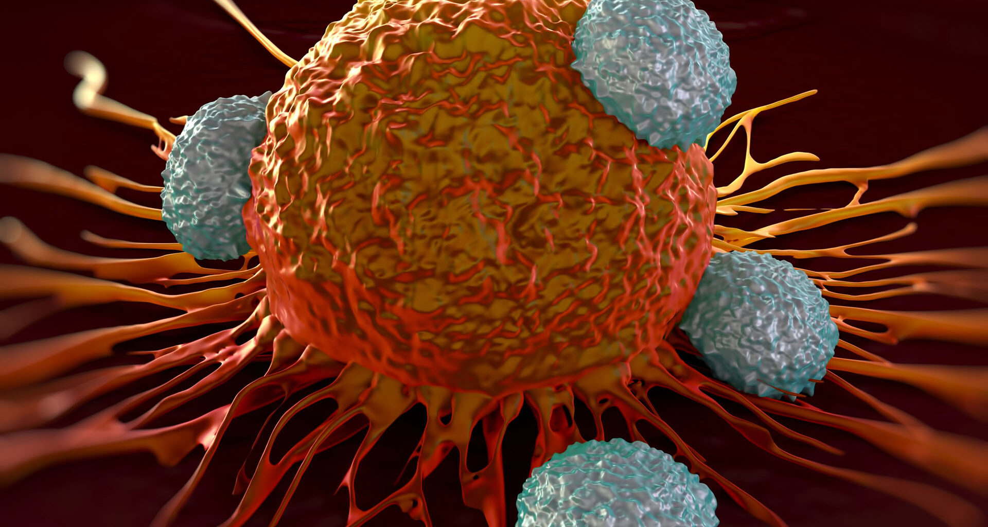 T-celler angriper en cancercell