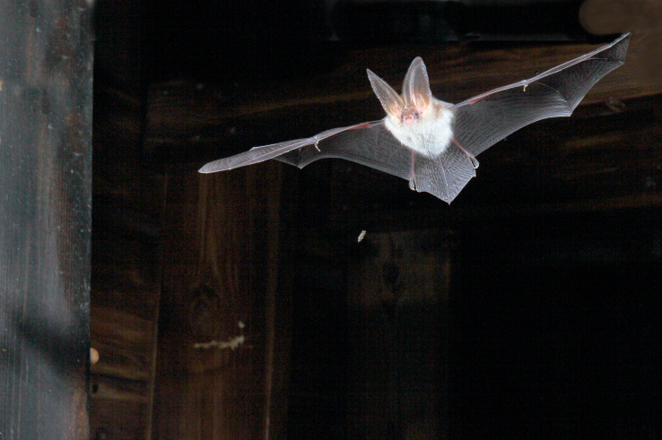 Bilden visar en långörad fladdermus.