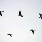 Aggressiv spridning av fågelinfluensa oroar forskare