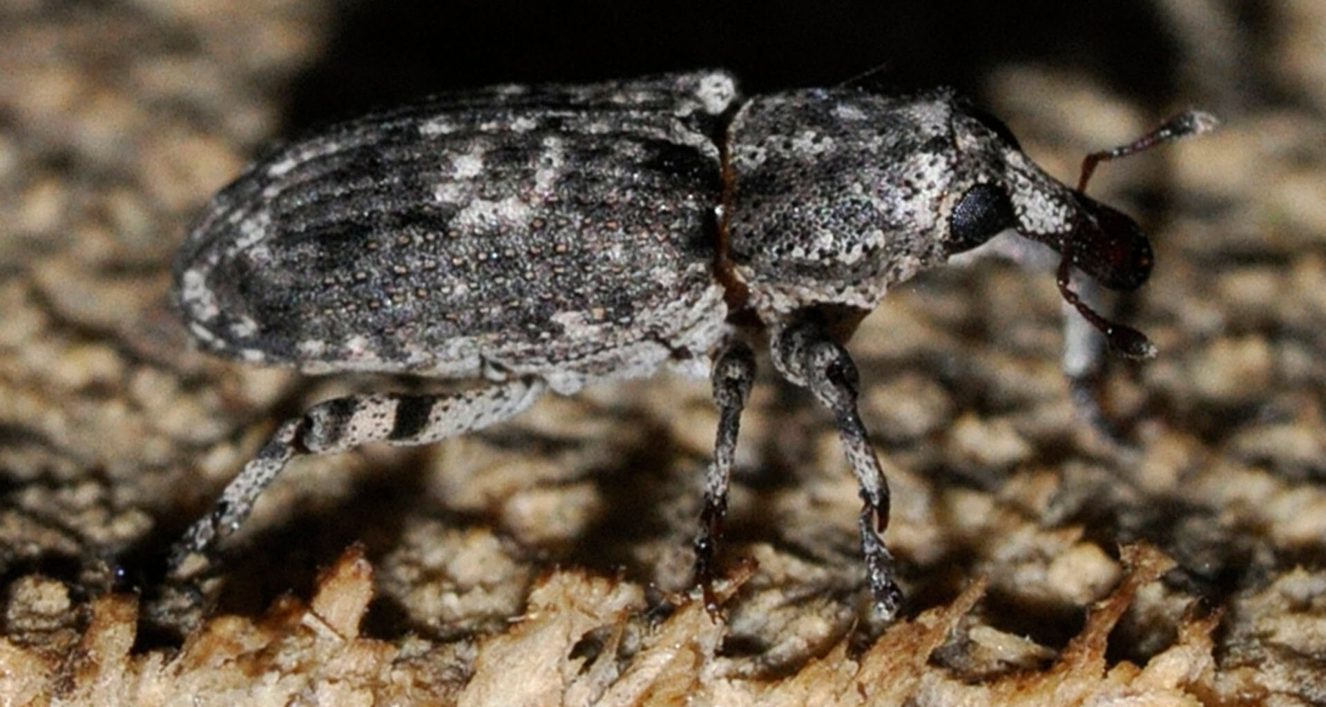 Förstoring av skalbaggesom kryper i en skog.