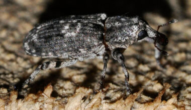 Förstoring av skalbaggesom kryper i en skog.