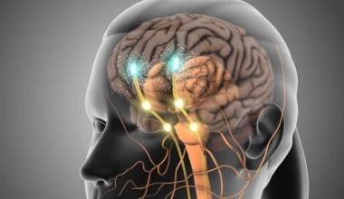 Ny studie avslöjar oväntad koppling mellan dopamin och serotonin i hjärnan