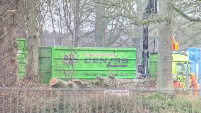 Bilden visar trädfällning.