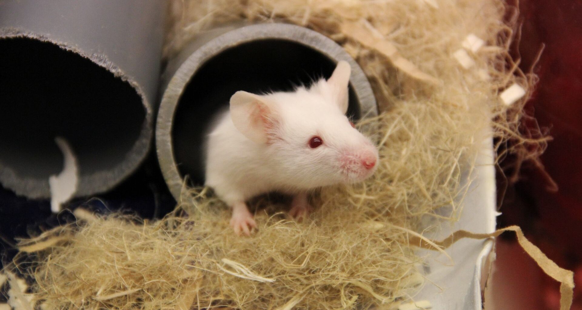 En vit mus tittar ut ur ett rör, halm runtomkring.