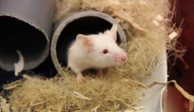 En vit mus tittar ut ur ett rör, halm runtomkring.