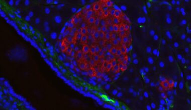 Ett nytt fönster för att studera de Langerhanska öarnas funktion