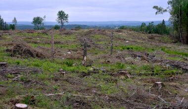 Miljöorganisationer sågar Skogsstyrelsens tillsyn – JO-anmäler