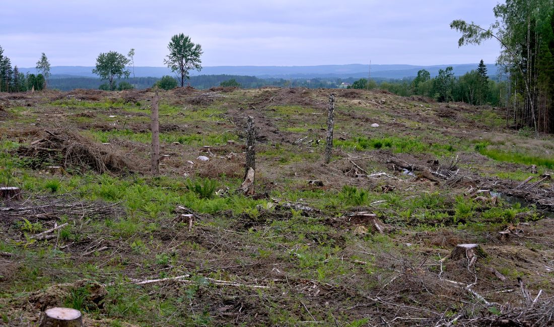 Miljöorganisationer sågar Skogsstyrelsens tillsyn – JO-anmäler