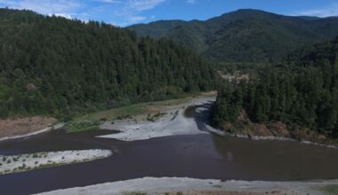 ”Lax överallt” – antal fisk slår i taket efter dammrivningar