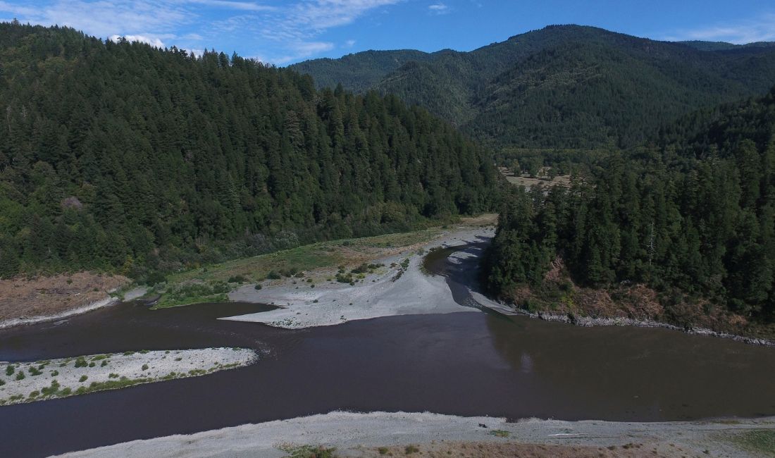 ”Lax överallt” – antal fisk slår i taket efter dammrivningar