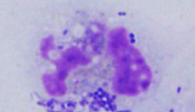 Johan Bylund får projektbidrag från Vetenskapsrådet