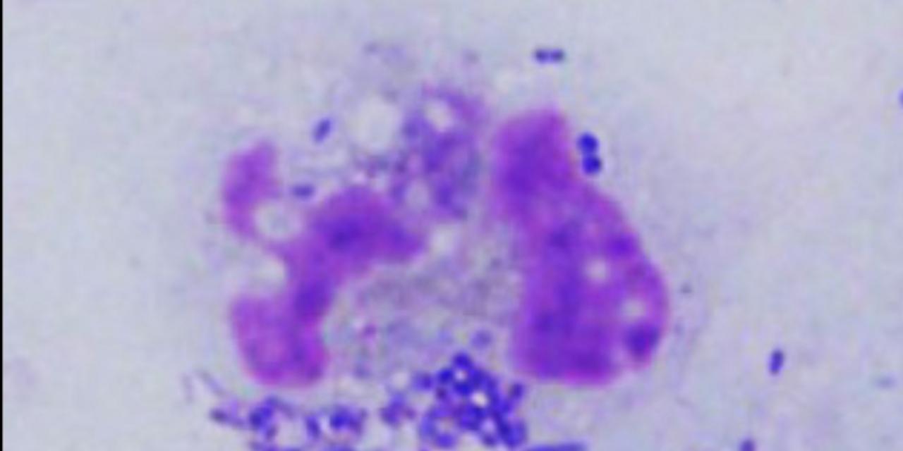 Johan Bylund får projektbidrag från Vetenskapsrådet