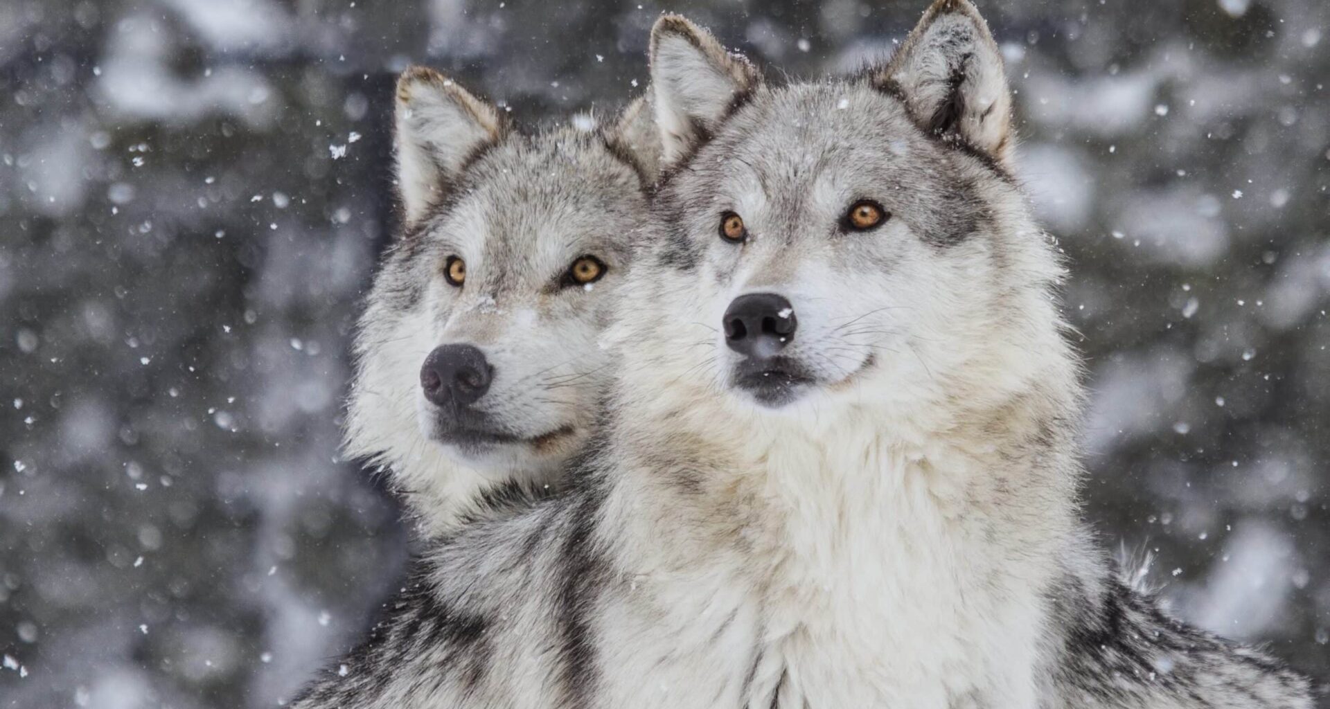 EU-kommissionen kritiserar den svenska regeringens vargpolitik – Tidningen Djurskyddet