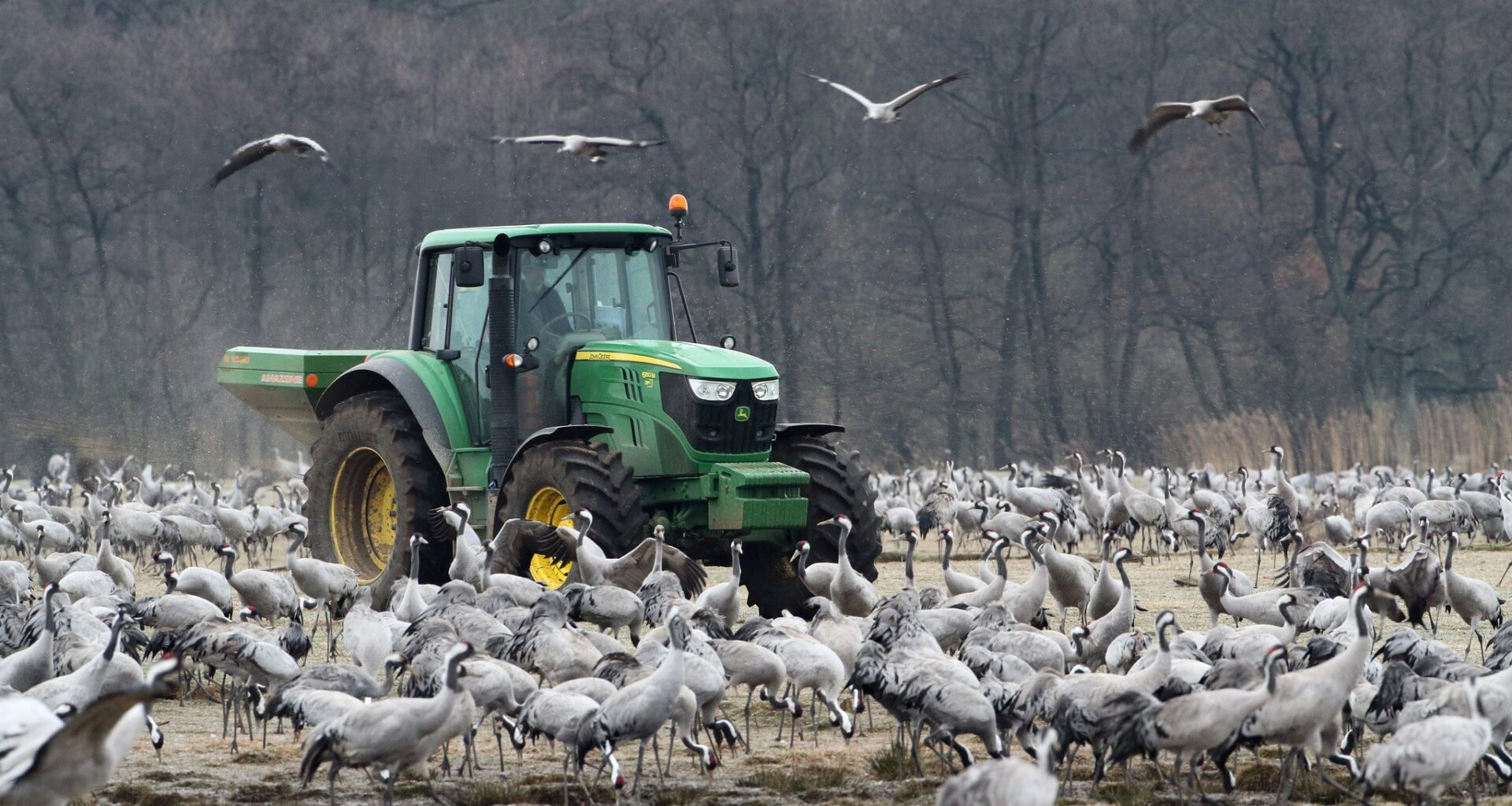 Tiotusentals tranor döda i fågelinfluensa