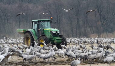 Tiotusentals tranor döda i fågelinfluensa
