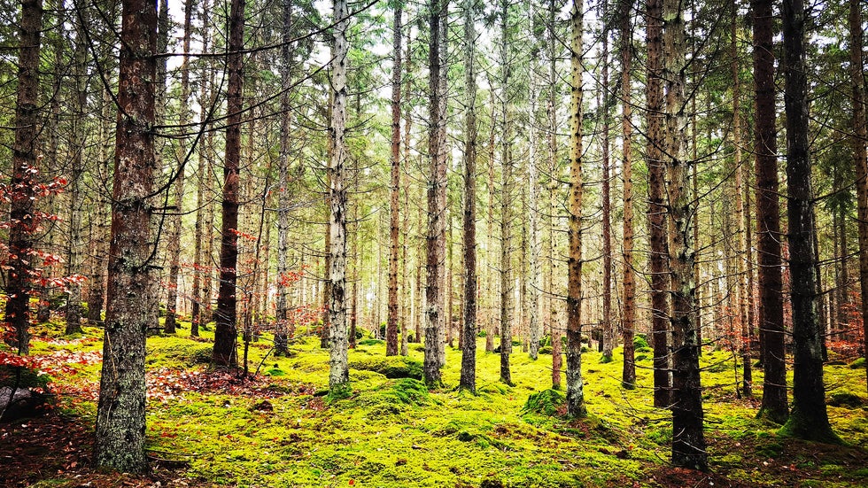 ”När skogen brukas hållbart skapas förutsättningar jobb i landsbygden och en ökad livsmedelsproduktion”, skriver debattskribenterna.