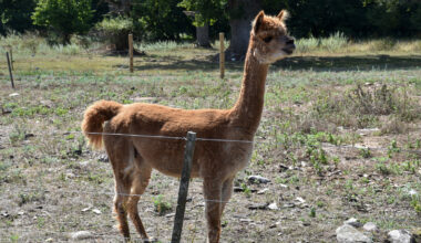Tre alpackor dödade av varg