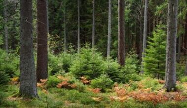 Stora Enso slutför strategisk översyn och avser att skapa det största noterade renodlade skogsbolaget i Europa