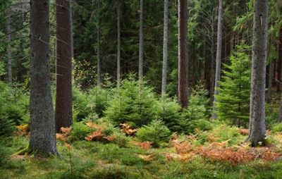 Stora Enso slutför strategisk översyn och avser att skapa det största noterade renodlade skogsbolaget i Europa