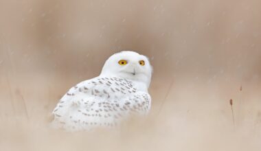 Ikoniska fågeln utdöd i Sverige - Hufvudstadsbladet