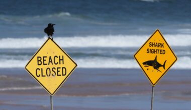 Kvinna död i hajattack – man allvarligt skadad