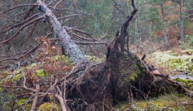 Man fastnade under rotvälta i Ödeshög – slog själv larm