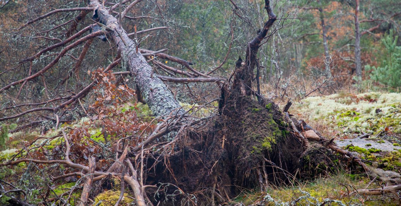 Man fastnade under rotvälta i Ödeshög – slog själv larm