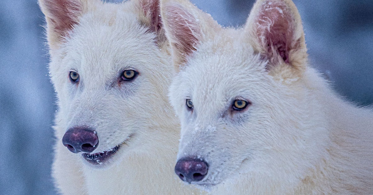 Forskare påstår sig ha återskapat jättevargen