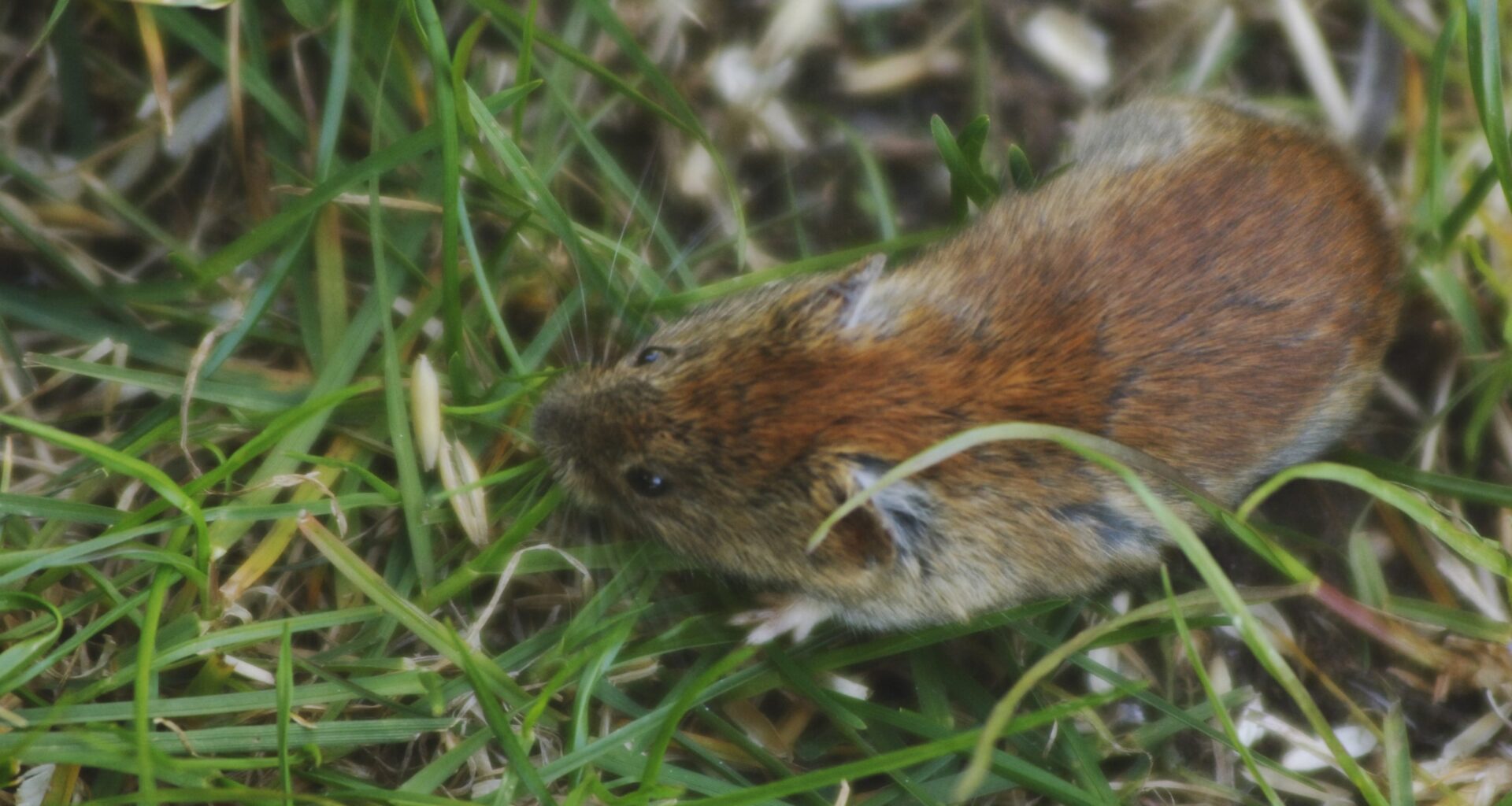 Höga halter av PFAS i svenska skogssorkar och fåglar