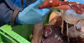 Spökkrake hittad i Skagerrak – mycket sällsynt fynd