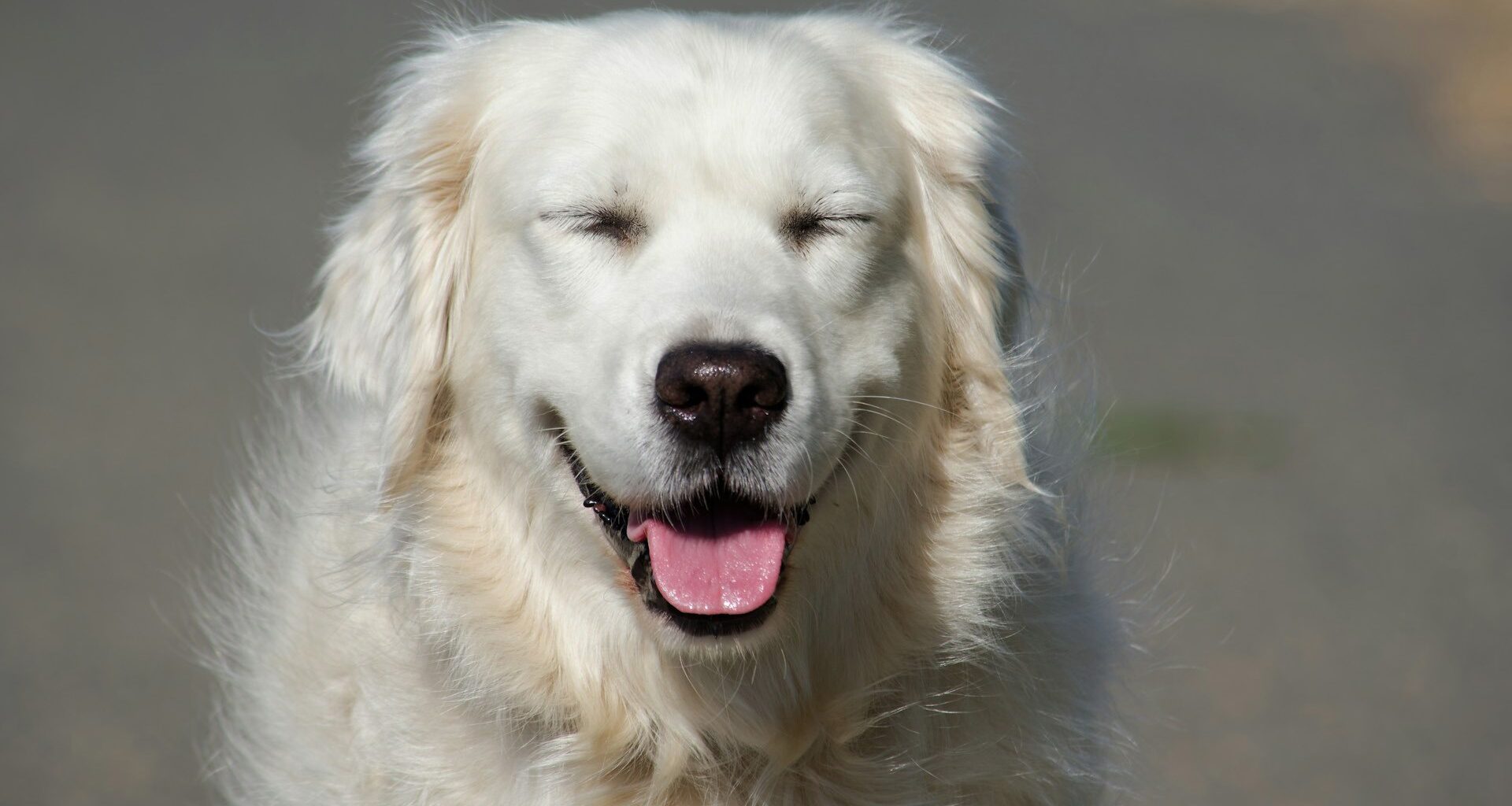 De flesta däggdjur skrattar - forskning.se