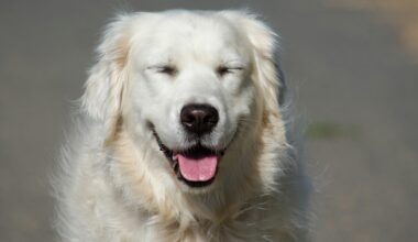 De flesta däggdjur skrattar - forskning.se