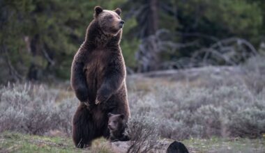 Björnattack mot skolklass i Kanada – fyra skadade