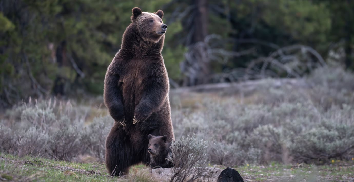 Björnattack mot skolklass i Kanada – fyra skadade