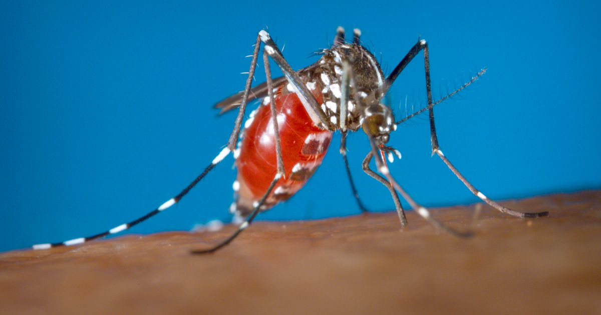 Myggsmitta sprider sig i Europa – fall i Berlin