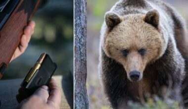 I dag: Björn skjuten av älgjägare – gjorde utfall - Västerbottens-Kuriren