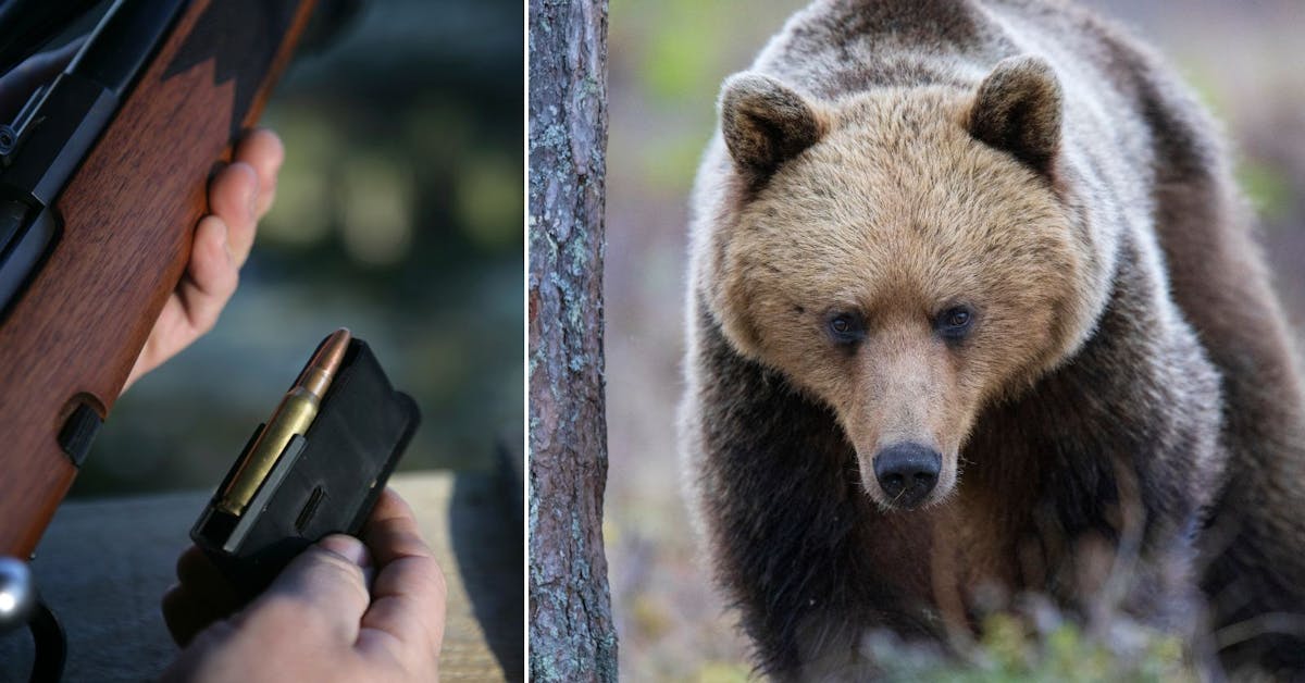 I dag: Björn skjuten av älgjägare – gjorde utfall - Västerbottens-Kuriren