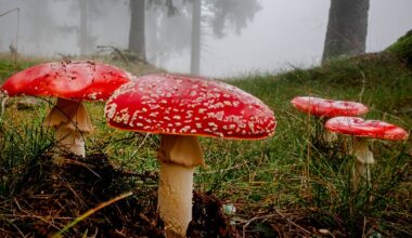 Röd flugsvamp kan narkotikaklassas | SVT Nyheter