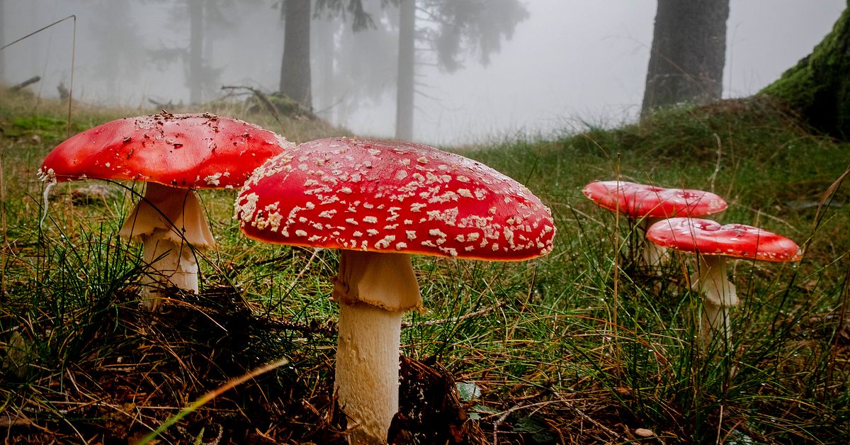Röd flugsvamp kan narkotikaklassas | SVT Nyheter