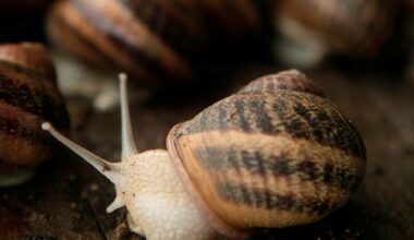 Snigelstöld från fransk gård – värda nästan en miljon kronor