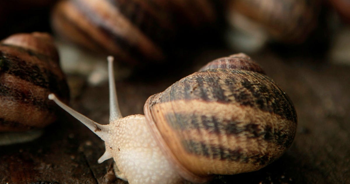 Snigelstöld från fransk gård – värda nästan en miljon kronor