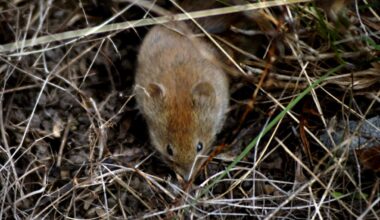 Sorkfeber på väg tillbaka – forskare varnar för utbrott