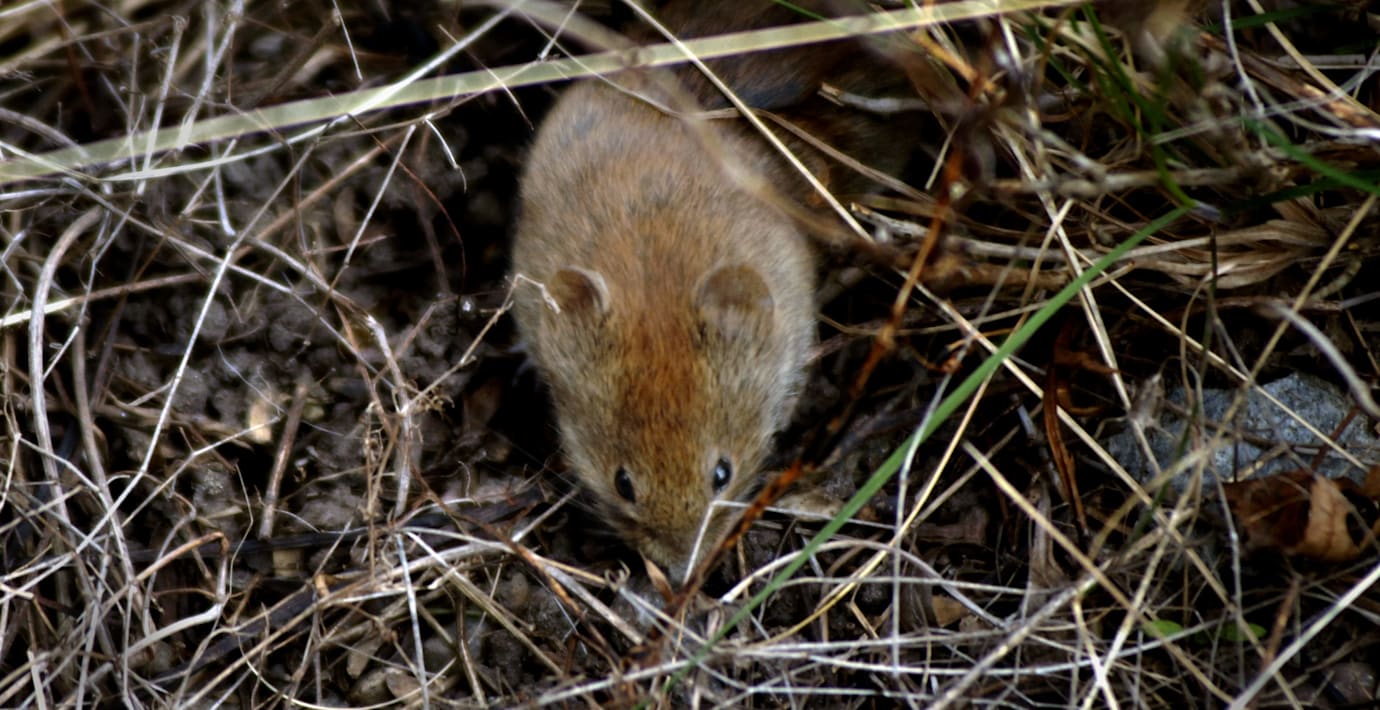 Sorkfeber på väg tillbaka – forskare varnar för utbrott