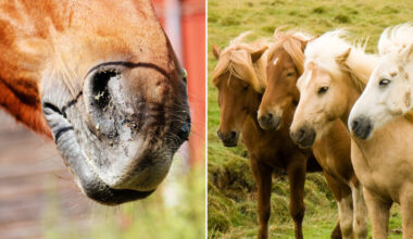 Hästar kan ges mindre antibiotika