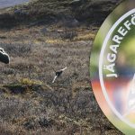 Jägareförbundet vill bli part i fjälljaktsmål – ansöker om intervention