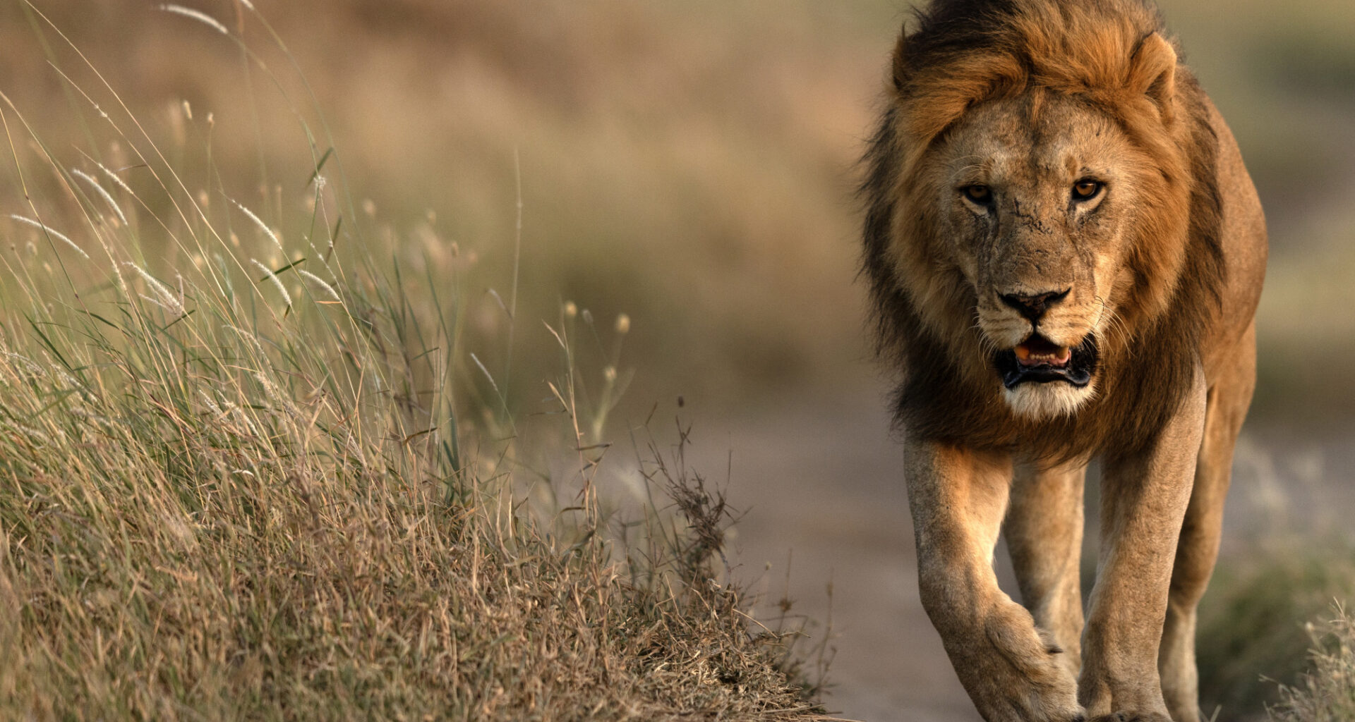 Ryttare biten av lejon i samband med ridtur - Ridsport