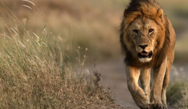 Ryttare biten av lejon i samband med ridtur - Ridsport